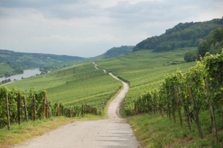 Viticulture in Luxembourg